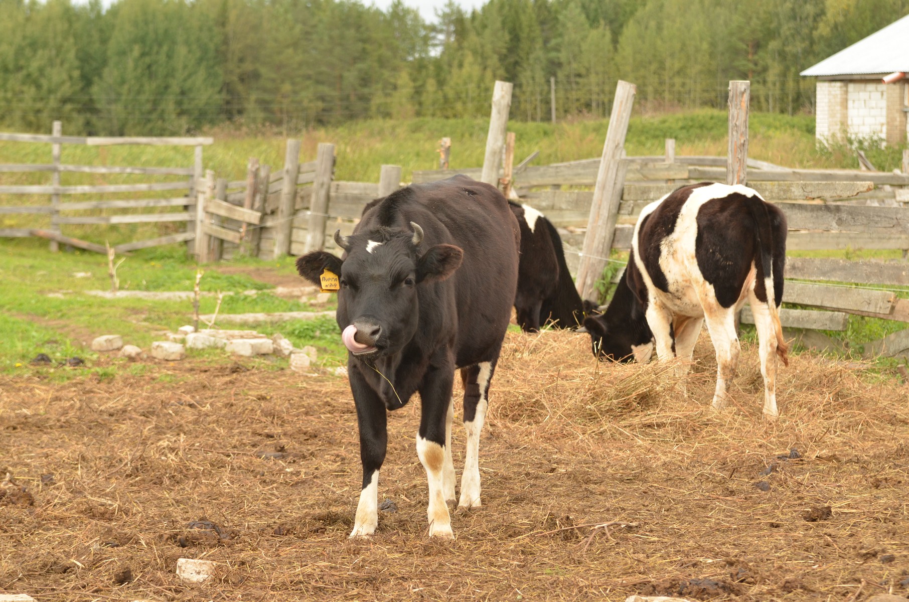 В 2014 году Сергей получил грант на развитие семейной животноводческой фермы